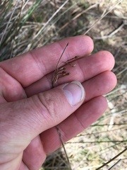 Fimbristylis ferruginea