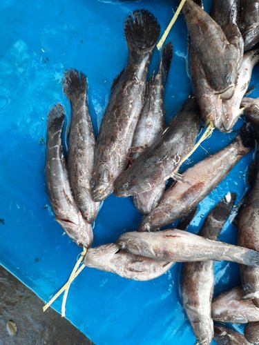 Oxyeleotris marmorata