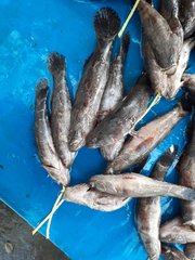 Oxyeleotris marmorata