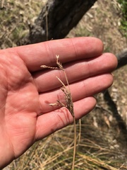 Fimbristylis ferruginea