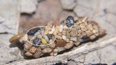 Carychium tridentatum