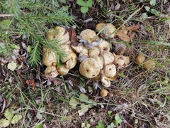 Suillus sibiricus