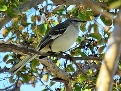 Mimus polyglottos