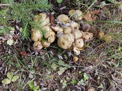 Suillus sibiricus