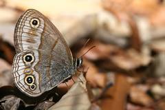 Palaeonympha opalina