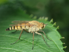 Thereva fulva