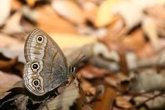 Palaeonympha opalina