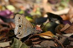 Palaeonympha opalina