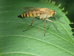 Thereva fulva