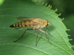 Thereva fulva