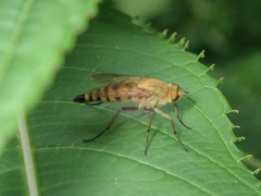 Thereva fulva