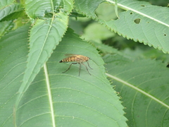 Thereva fulva