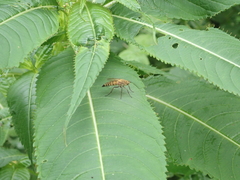 Thereva fulva