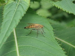 Thereva fulva
