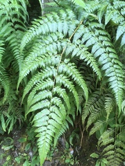 Microlepia