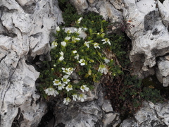 Cerastium uniflorum