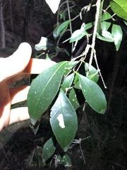 Loeseneriella barbata