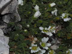 Cerastium uniflorum