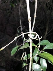 Loeseneriella barbata