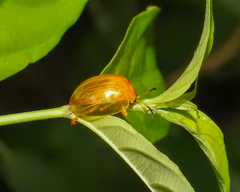 Oides maculata