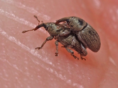 Tychius stephensi