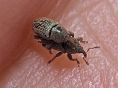 Tychius stephensi