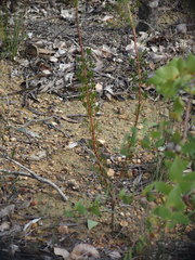 Petrophile squamata