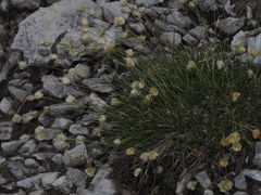 Sesleria sphaerocephala
