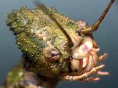 Loxopsis conocephala