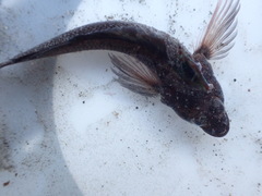 Gilloblennius