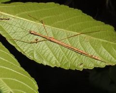 Sipyloidea