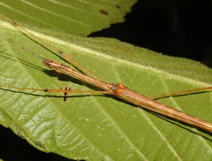 Sipyloidea