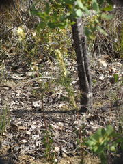 Petrophile squamata
