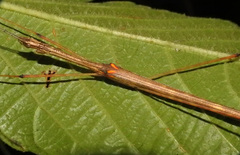 Sipyloidea