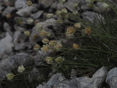 Sesleria sphaerocephala