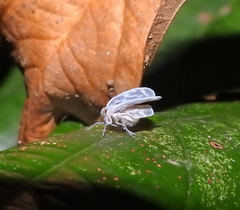 Borysthenes suknanicus