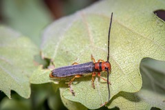 Oberea erythrocephala