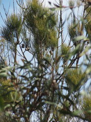 Allocasuarina fraseriana