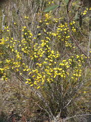 Acacia drummondii