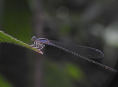 Aciagrion