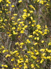 Acacia drummondii