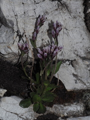 Arabis caerulea