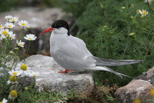 Charrán ártico (Sterna paradisaea)