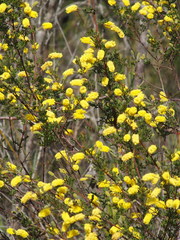 Acacia drummondii