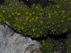 Cherleria sedoides