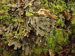 Pseudocyphellaria cinnamomea