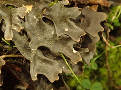 Pseudocyphellaria cinnamomea