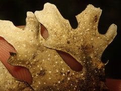 Pseudocyphellaria cinnamomea