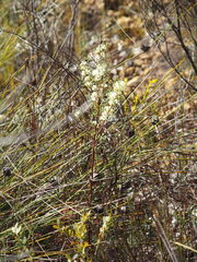 Grevillea trifida
