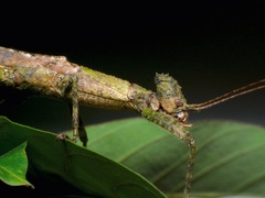 Loxopsis conocephala